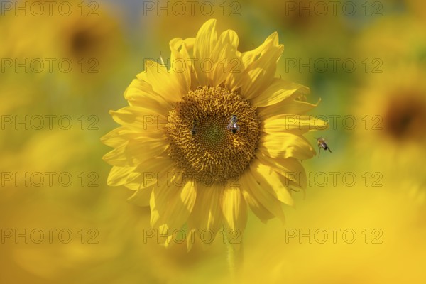 The sun shines down from the sky on a sunflower where some bees are collecting the nectar of the blossom, Frankfurt am Main, Hesse, Germany, Europe