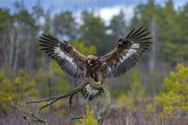 European golden eagle (Aquila chrysaetos chrysaetos) landing on branch with spread wings in moorland, heathland