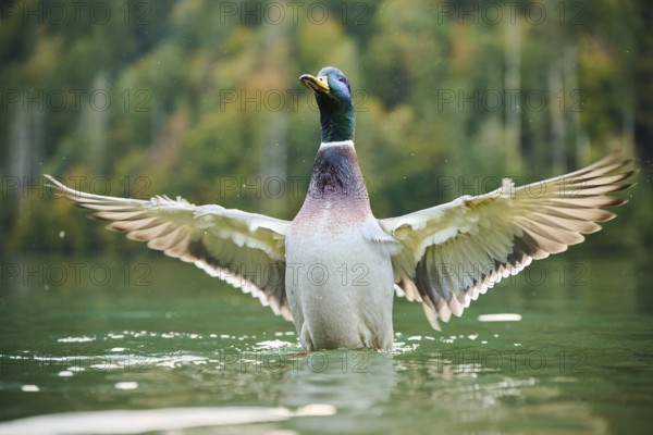 Wild duck (Anas platyrhynchos) male shaking its wings in the water, lake, Bavaria, Germany, Europe