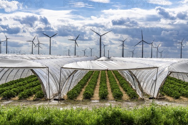 Agriculture, large areas with foil tunnels, for the cultivation of strawberries, wind farm, south of Lövenich, belongs to Erkelenz, in the district of Heinsberg, North Rhine-Westphalia, Germany, Europe
