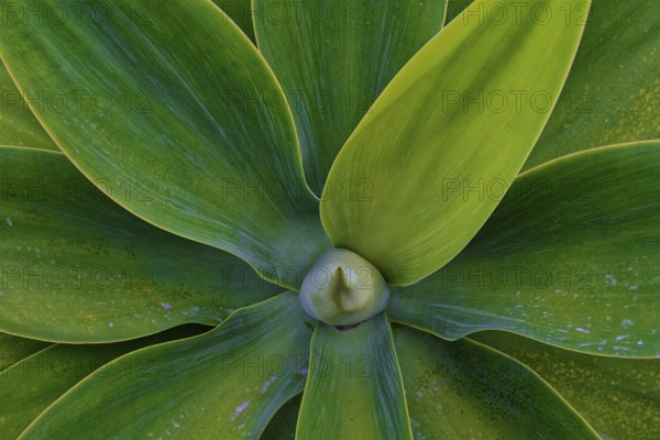 Close-up of an Agave attenuata, dragon tree agave with large green leaves spreading from a central point, Grena Park, Furnas, George Hayes, Lagoa das Furnas, Sao Miguel Island, Azores, Portugal, Europe