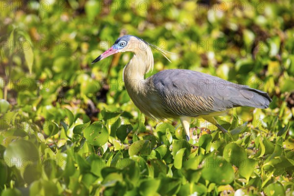 Whistling heron (Syrigma sibilatrix) Pantanal Brazil