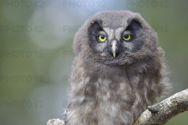 Tengmalm's owl (Aegolius funereus), young bird sitting on a branch, animal portrait, Rothaargebirge, Rothaarsteig, North Rhine-Westphalia, Germany, Europe