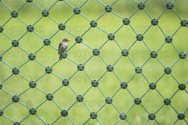 A spotted flycatcher (Muscicapa striata) sitting on a green net fence against a blurred green background, Hesse, Germany, Europe