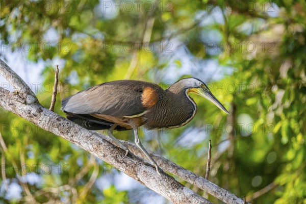 Bare-throated tiger heron (Tigrisoma mexicanum) in a tree, Tortuguero National Park, Costa Rica, Central America