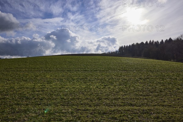 Agriculture, field, coniferous forest, blue sky, cumulus clouds, cirrostratus clouds, backlight, Dreis-Brück, Eifel, Vulkaneifel district, Rhineland-Palatinate, Germany, Europe