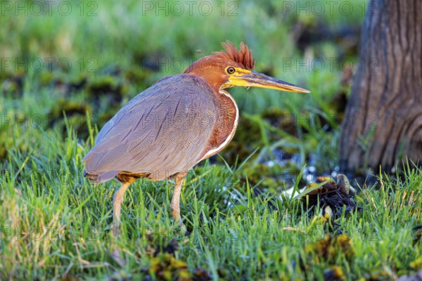 Rufescent tiger heron (Tigrisoma lineatum) Pantanal Brazil