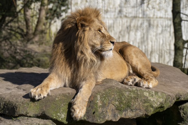 Lion (Panthera leo), lies on a rocky plateau, found in South Africa and East Africa, captive