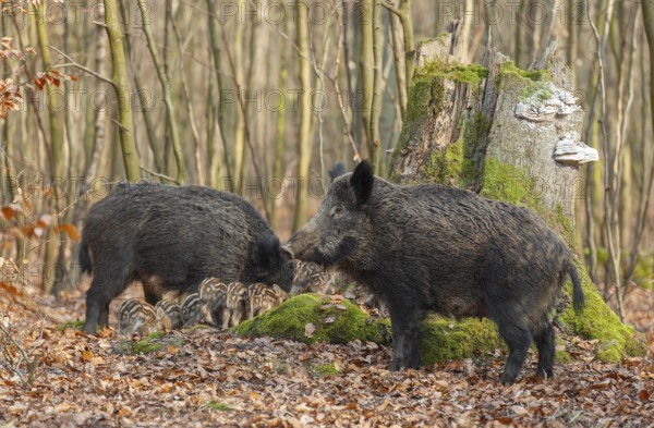 Wild boar, wild boar (Sus scrofa) two bucks and young boar looking for food in the forest, Germany, Europe