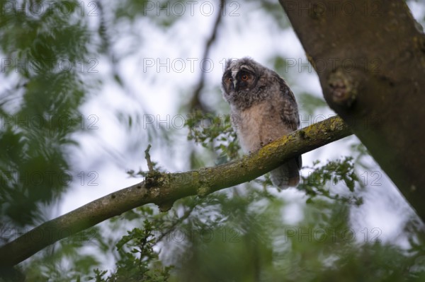 Long-eared owl (Asio otus), young bird, nest fledgling, Bottrop, Ruhr area, North Rhine-Westphalia, Germany, Europe