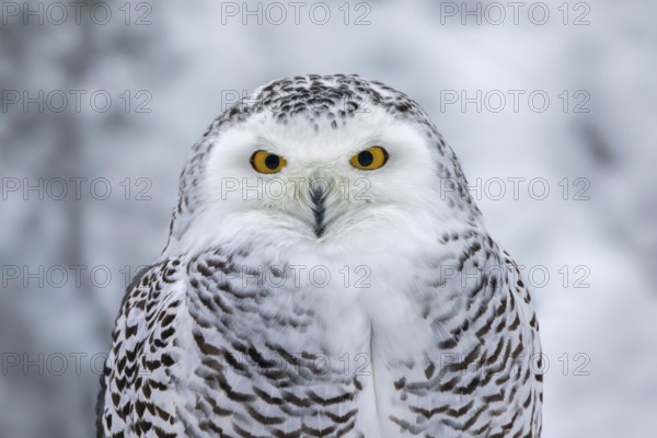 Snowy owl, white owl, Arctic owl (Bubo scandiacus, Strix scandiaca) female close-up portrait in the snow on the tundra in winter, Scandinavia