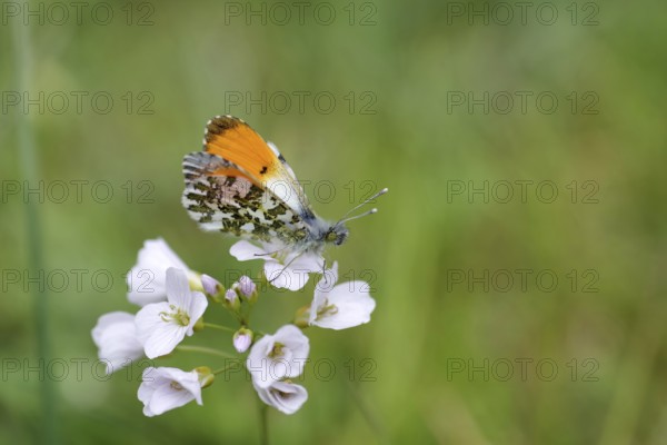 Aurora butterfly (Anthocharis cardamines), male, meadow foamwort (Cardamine pratensis), orange, wings, macro, The male of the Aurora butterfly with its striking wings. The orange colour is visible from above and a green marbled pattern from below