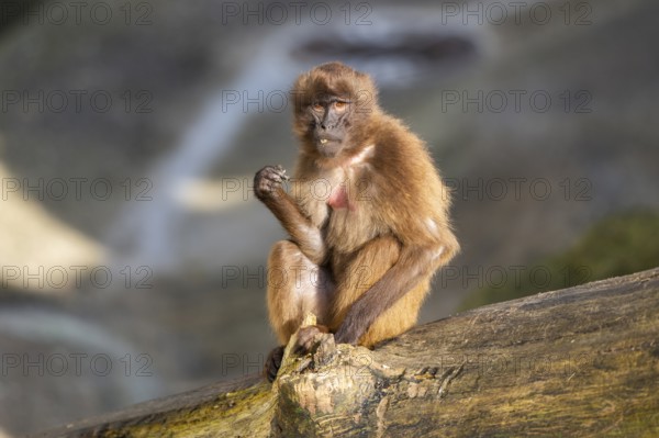 Gelada (Theropithecus gelada) sitting on a tree trunk, captive, Germany, Europe