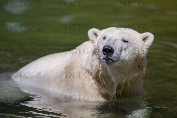 Polar bear (Ursus maritimus) swimming in the water, captive, Germany, Europe