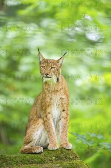 Eurasian lynx (Lynx lynx) sitting in a forest, Bavaria, Germany, Europe