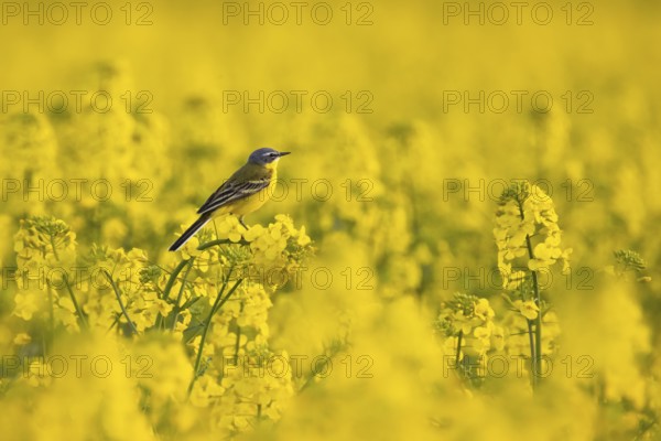 A yellow wagtail sits in spring in a flowering rape field near Frankfurt am Main, Frankfurt am Main, Hesse, Germany, Europe