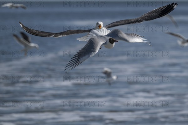 Seagulls in flight, North Frisia, Schleswig-Holstein, Germany, Europe