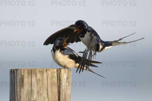 Male barn swallow (Hirundo rustica) approaching the female for mating, Hesse, Germany, Europe