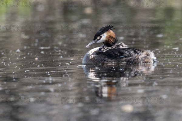 Great Crested Grebe (Podiceps Scalloped ribbonfish) with juveniles, Emsland, Lower Saxony, Germany, Europe
