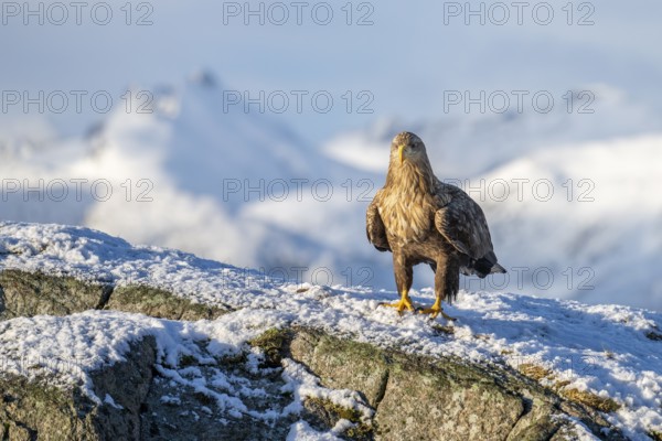 White-tailed eagle (Haliaeetus albicilla), sitting on a snow-covered rock in front of a mountain panorama, Lofoten, Norway, Europe