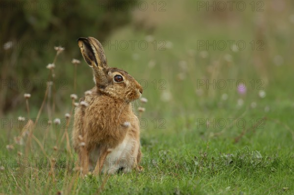 European brown hare (Lepus europaeus) adult animal in grassland in summer, England, United Kingdom, Europe