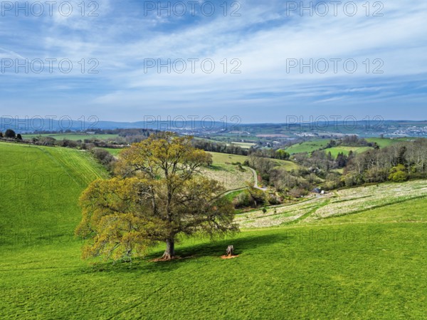 Old Oak over Farms and Fields from a drone, Newton Abbot, Devon, England, United Kingdom, Europe