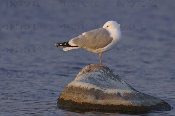 European Herring Gull (Larus argentatus), Manitoba, Canada, North America