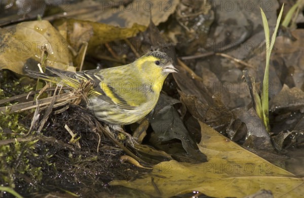 Eurasian Siskin (Spinus spinus) male, Saxony, Germany, Europe