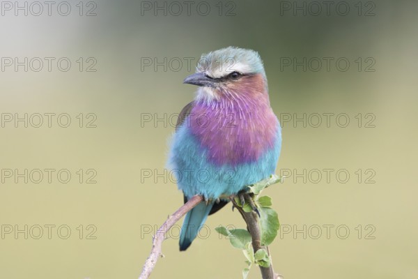 Lilac-breasted Roller (Coracias caudatus) perched on a branch, Serengeti, Tanzania, Africa
