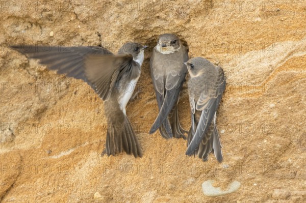 Sand Martin (Riparia riparia) at nesting wall, North Rhine-Westphalia, Germany, Europe