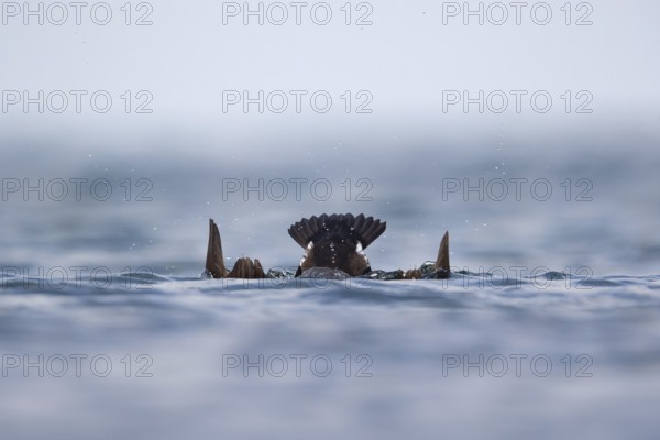 Common Eider (Somateria mollissima) diving, Schleswig-Holstein, Germany, Europe
