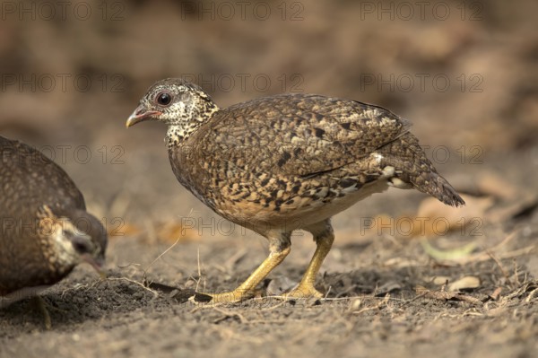 Green-legged Partridge (Arborophila chloropus) perched on the ground, Bidoup National Park, Vietnam, Asia