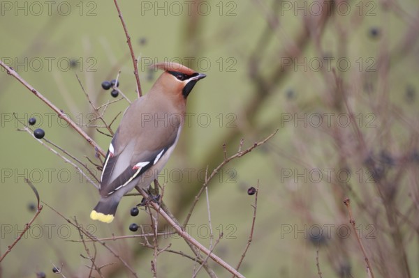 Bohemian Waxwing (Bombycilla garrulus), North Rhine-Westphalia, Germany, Europe