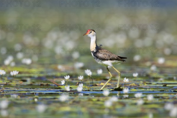 Comb-crested Jacana (Irediparra gallinacea) juvenile, Queensland, Australia, Oceania