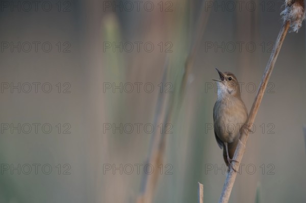 Savi's Warbler (Locustella luscinioides) singing, Mecklenburg-Western Pomerania, Germany, Europe