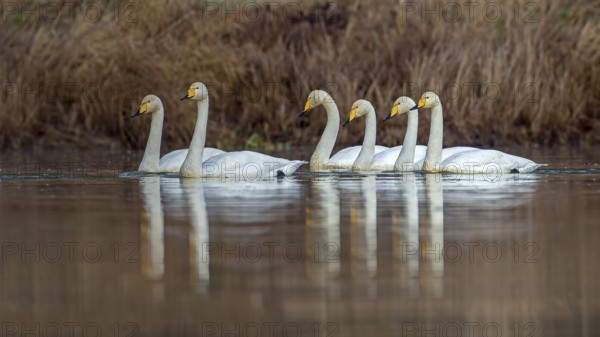 Whooper Swan (Cygnus cygnus), Saxony-Anhalt, Germany, Europe