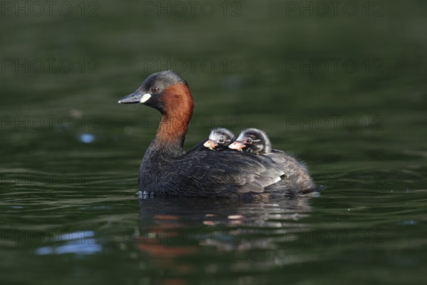 Little Grebe (Tachybaptus ruficollis) with chicks, Saxony, Germany, Europe
