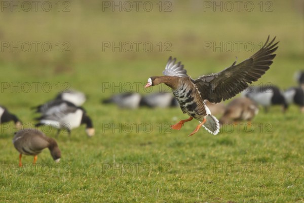 Greater White-fronted Goose (Anser albifrons) flying, North Rhine-Westphalia, Germany, Europe