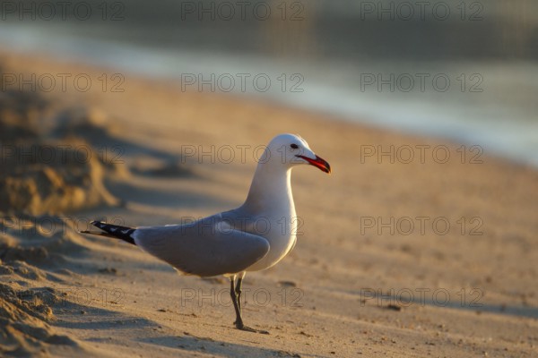Audouin's Gull (Ichthyaetus audouinii), Mallorca, Spain, Europe