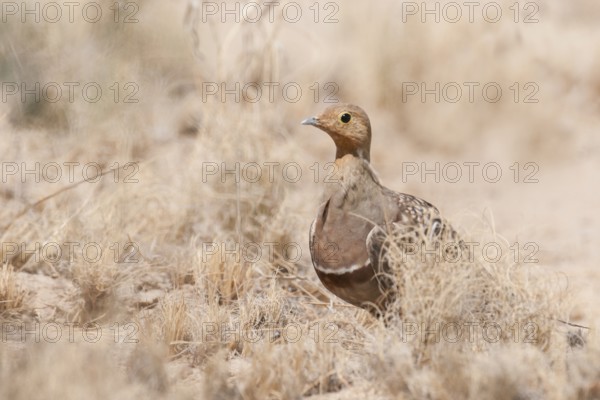 Namaqua Sandgrouse (Pterocles namaqua), Northern Cape, South Africa, Africa