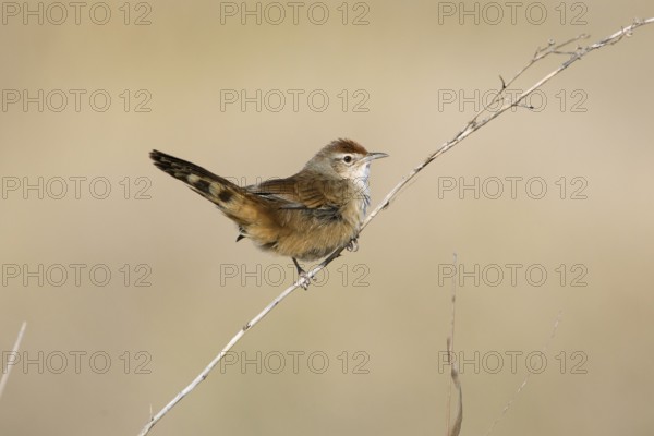 Spinifexbird (Megalurus carteri) perched on a twig, Northern Territory, Australia, Oceania