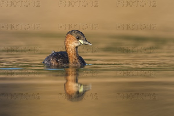 Little Grebe (Tachybaptus ruficollis), Eilat, Israel, Asia
