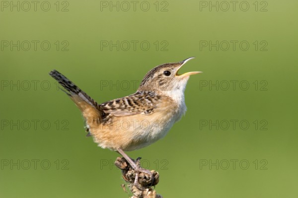 Sedge Wren Cistothorus platensis Appleton, Chippewa County, Minnesota, United States 29 May Adult Troglodytidae