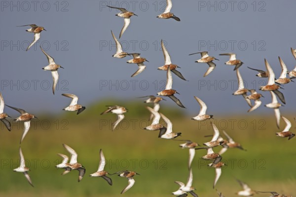 Curlew Sandpiper (Calidris ferruginea) flying, Lesvos, Greece, Europe