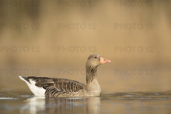 Greylag Goose (Anser anser), Rhineland-Palatinate, Germany, Europe