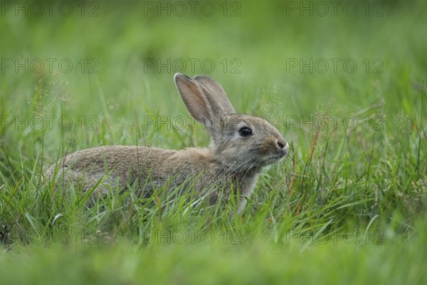 European Rabbit (Oryctolagus cuniculus) adult foraging in meadow, Lower Saxony, Germany, Europe