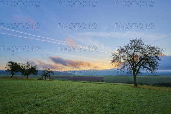 Green orchard meadow, apple tree, under a slightly cloudy sky at sunrise in a quiet landscape, autumn, Eichelsbach, Elsenfeld, Spessart, Bavaria, Germany, Europe