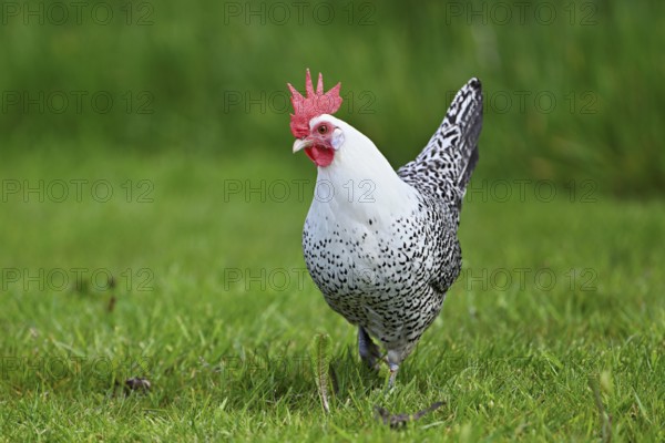 East Frisian Gull standing in a meadow, chicken breed with good utilisation characteristics, Texel, North Holland, Netherlands
