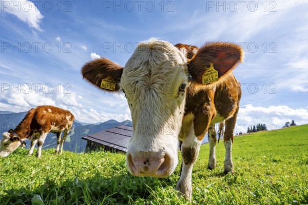 Two young curious calves (Bos primigenius taurus), cows on an alpine meadow, stretching their snouts towards the camera, Simmental cattle, Hochbrixen, Brixen im Thale, Tyrol, Austria, Europe