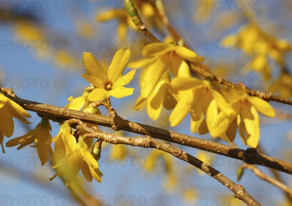 Flowering forsythia (Forsythia), North Rhine-Westphalia, Germany, Europe